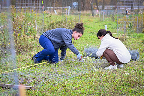 First-year students plant American chestnut trees.