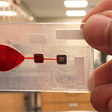 An ultrathin porous membrane with red liquid to show the detection of pathogens in a lab.