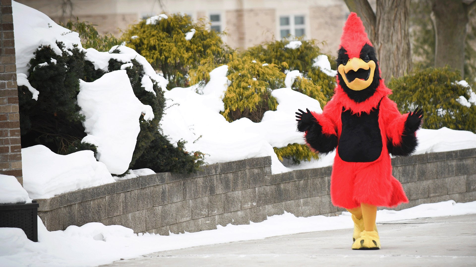 Beaks the Cardinal mascot walks near snow-covered bushes.